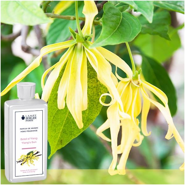 Комплект ароматов для дома - арома палочки Cube Soleil d'Ylang LampeBerger 1 Комплект ароматов для дома - арома палочки Cube Soleil d'Ylang LampeBerger 1